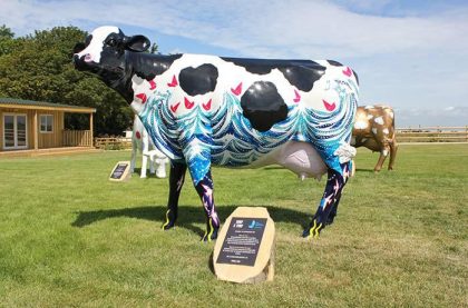 Image of the Surf & Turf Cow