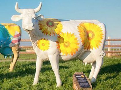 Image of the Sunflowers Cow
