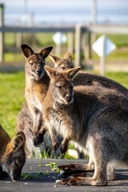 Tapnell Farm Park Isle of Wight Wallabies