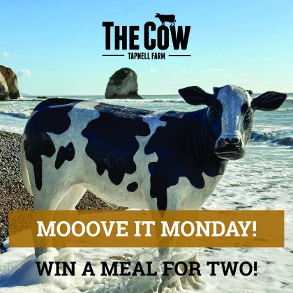 Cow Mooove it Monday v3