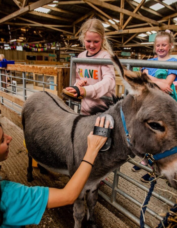 TFP hands on donkey brushing