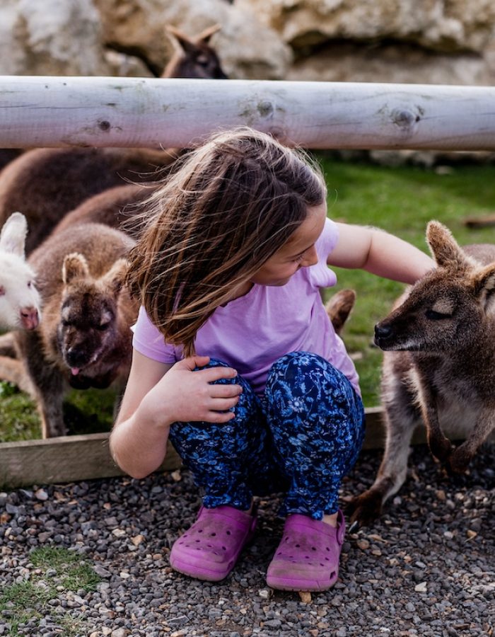 TFP making new friends wallaby enclosure