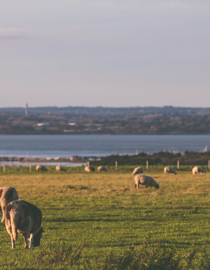 Tapnell Farm Isle of Wight Sea View and Sheep
