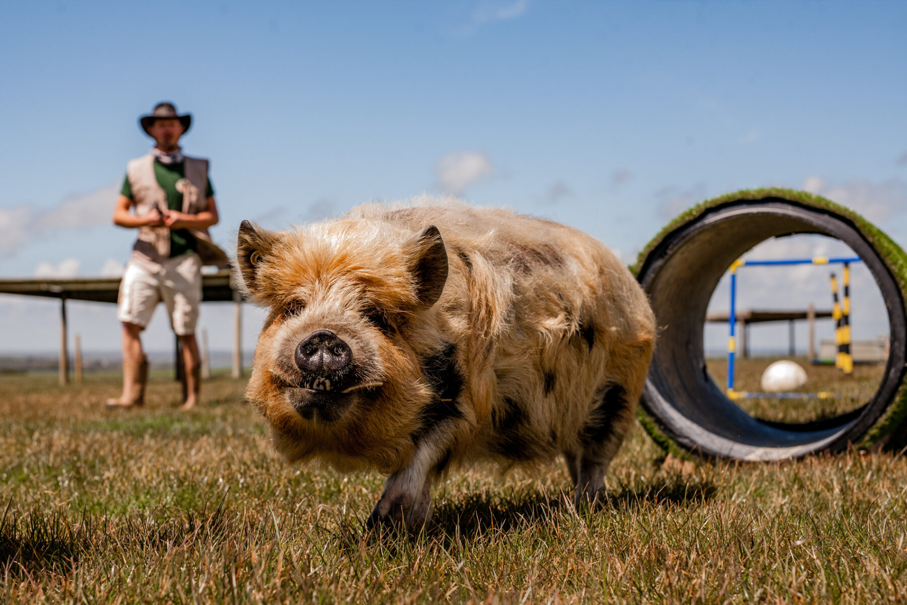 Pig at Tapnell Farm