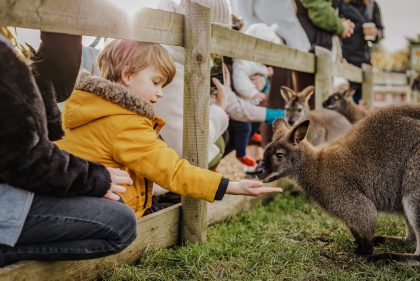 Tapnell Farm Park woody feeding wallaby