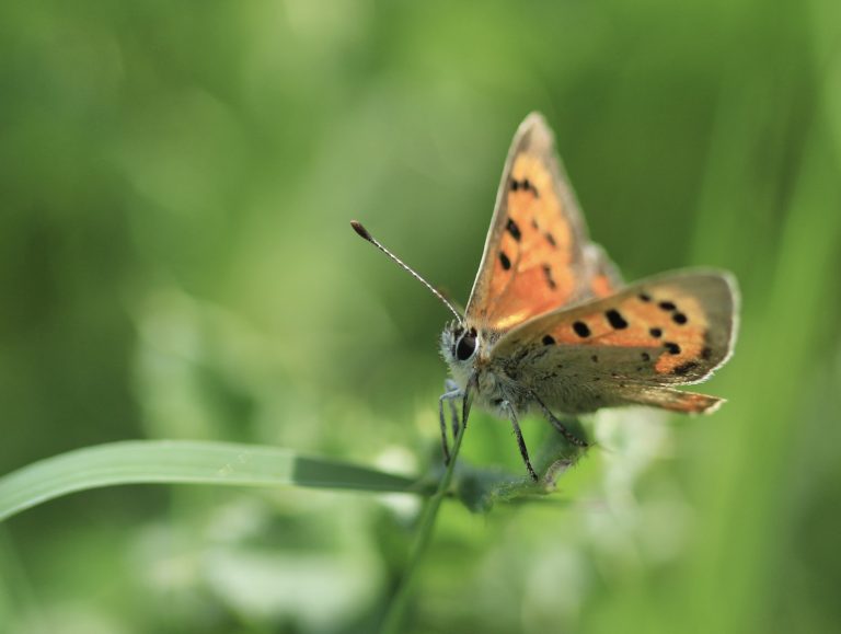 Small copper at Little Duxmore c Agatha Thompson