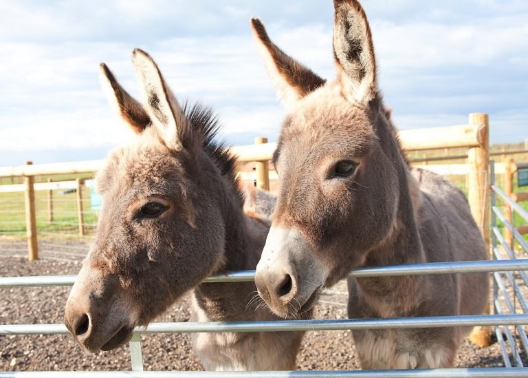 TFP Donkeys