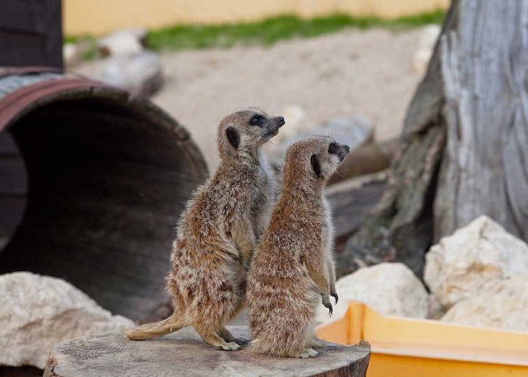 TFP Meerkats