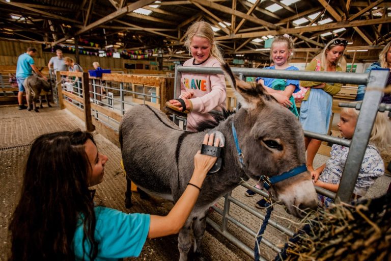 TFP hands on donkey brushing