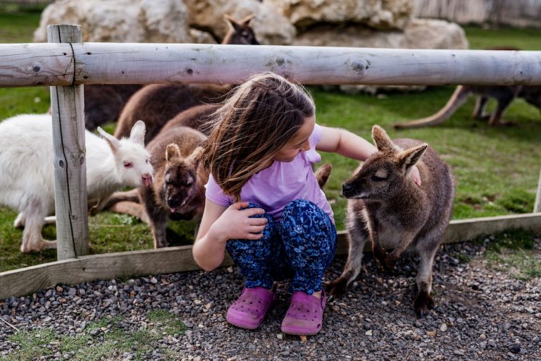 TFP making new friends wallaby enclosure