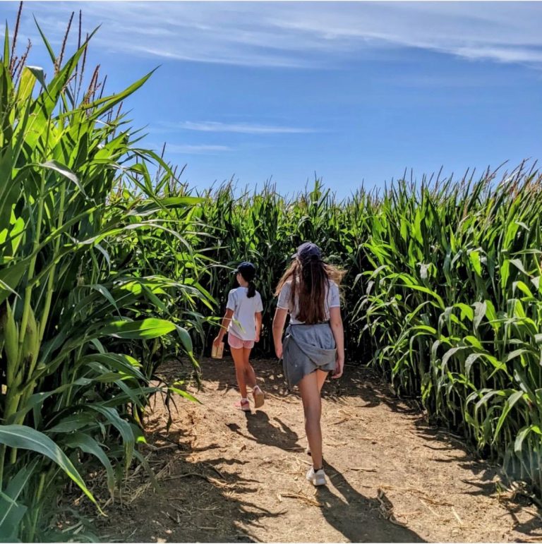Tapnell Farm Park Maize Maze entering the maize 2022