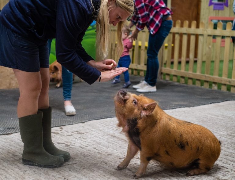 Tapnell Farm Park Talk to the Animals