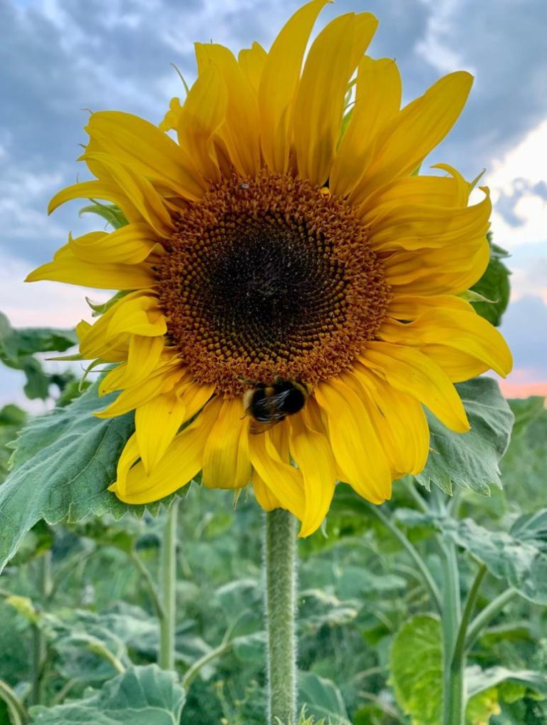 Tapnell Farm Sunflower Meadow w bee