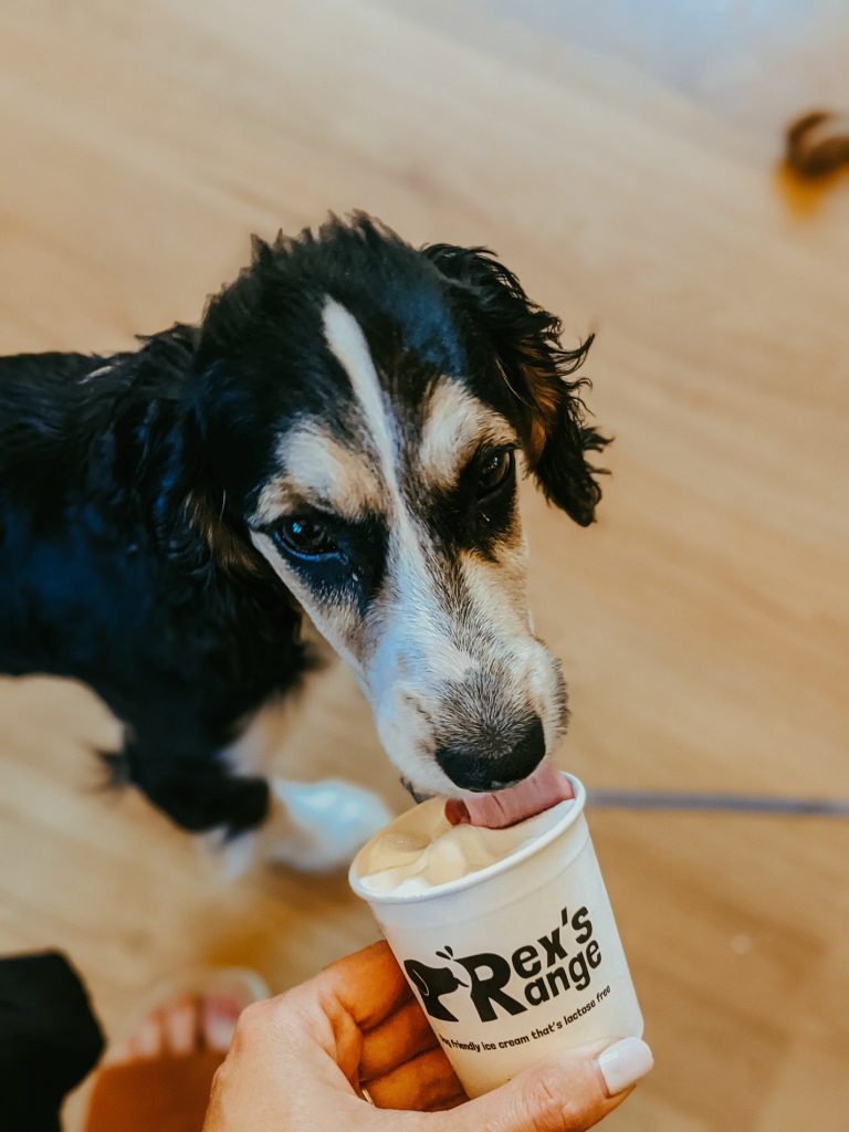 The Cow dog treats Rexs range of ice cream