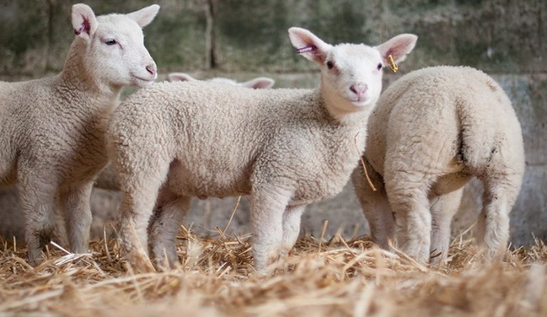 Tapnell farm lambs