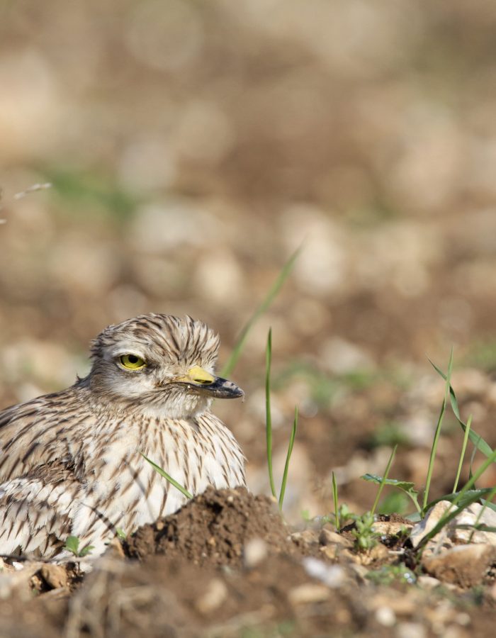 Stone Curlew Andy Hay