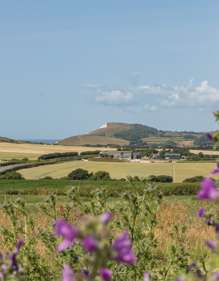 Tapnell Farm Isle of Wight No Fuss Glamping view