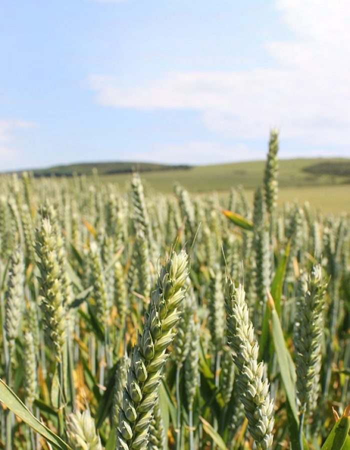 Tapnell farm Corn modified