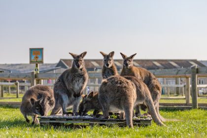 Tapnell Farm Park Wallabies feeding