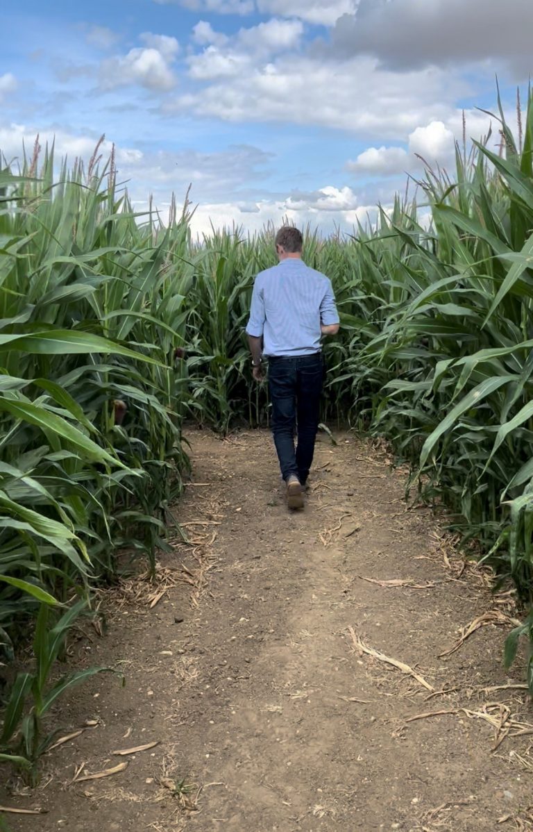 Dan in the Maize Maze