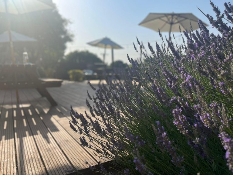 East A Fton Farmhouse lavender in summers haze