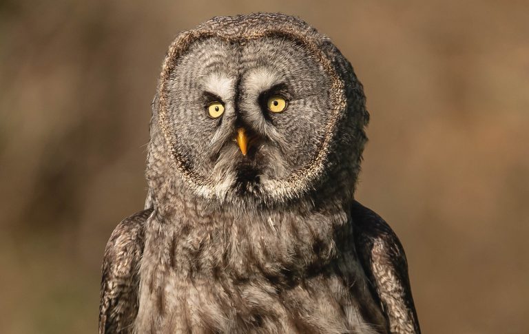 Haven Falconry Fancy Owl