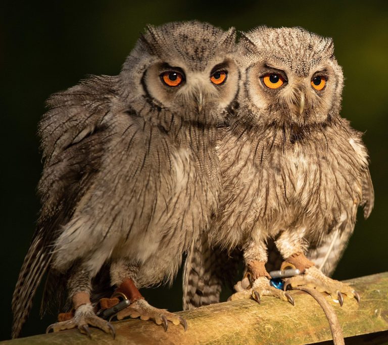 Haven Falconry Owls