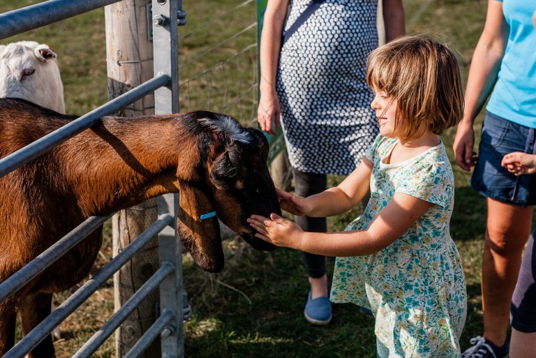 Tapnell Farm Park Goat Feeding