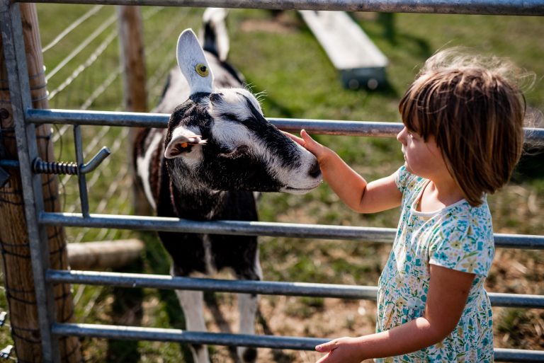 Tapnell Farm Park Meet the Goats