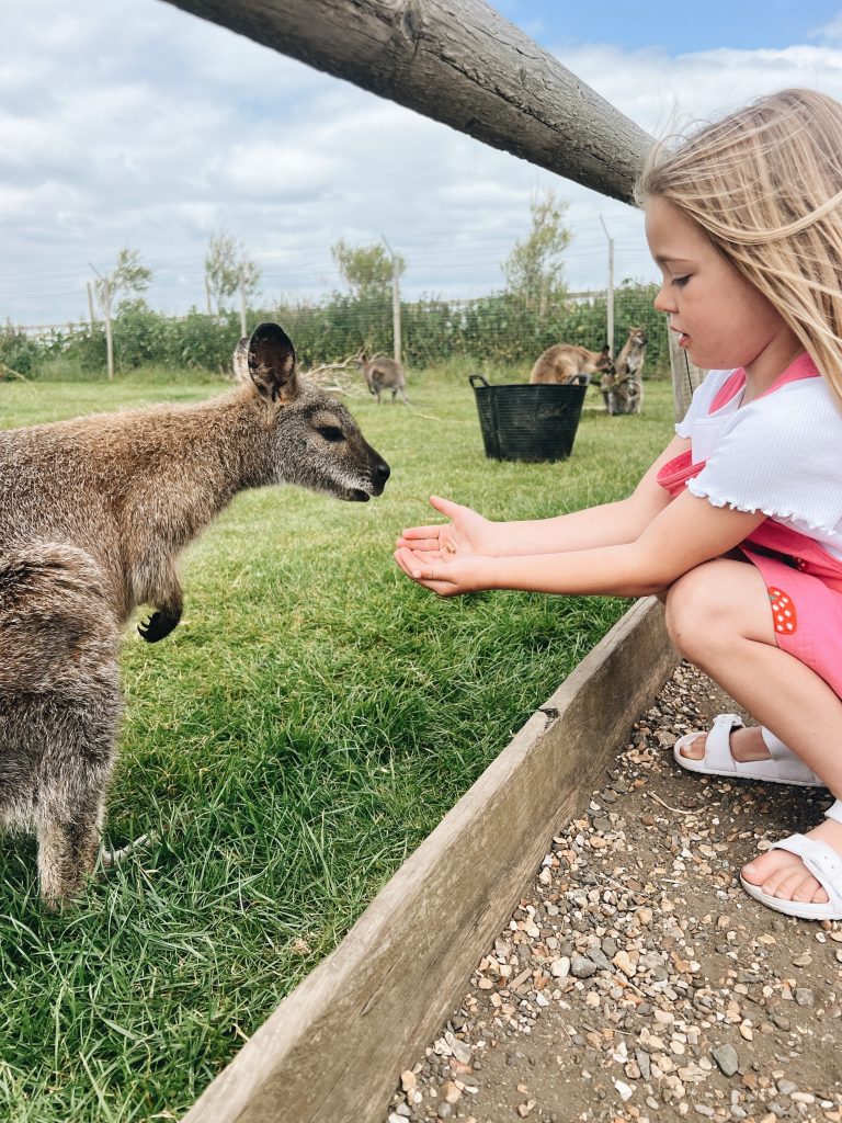 Tapnell Farm Park Wallaby Feeding