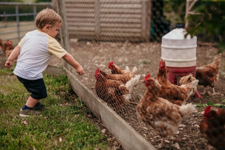 Tapnell Farm rescue hens toddler