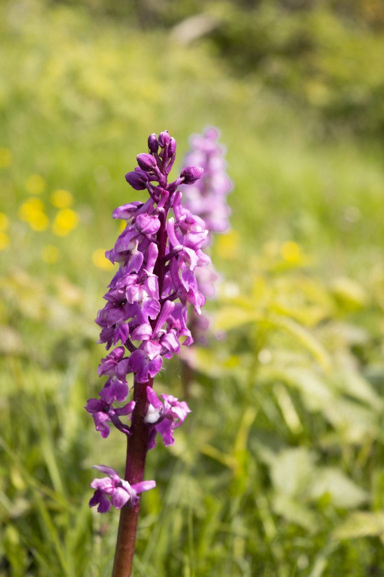 Tapnell Trail Wild Orchid